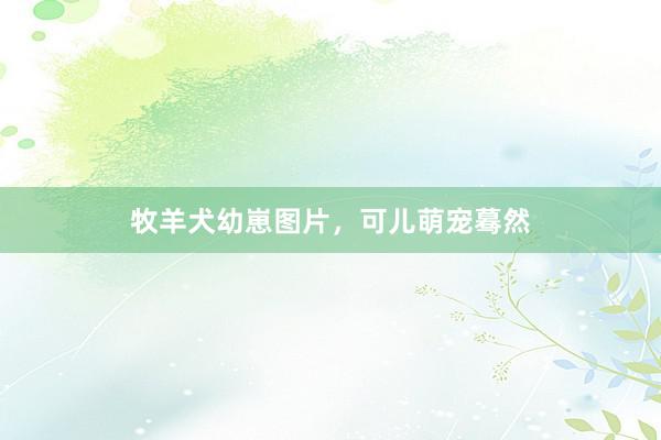 牧羊犬幼崽图片,可儿萌宠蓦然